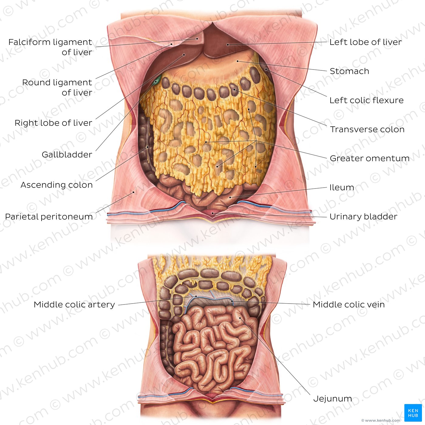 Greater Omentum And Lesser Omentum On Model