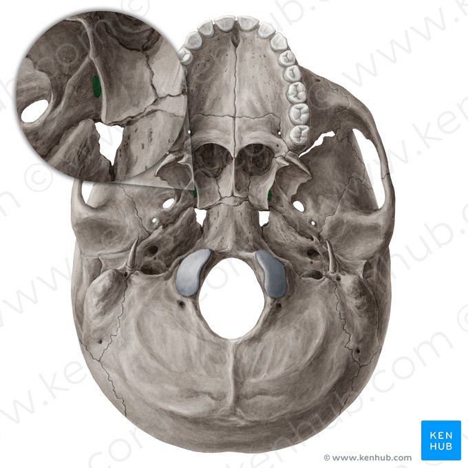 Scaphoid fossa of sphenoid bone (Fossa scaphoidea ossis sphenoidalis); Image: Yousun Koh