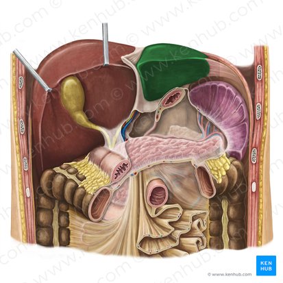 Lobe gauche du foie (Lobus sinister hepatis); Image : National Library of Medicine