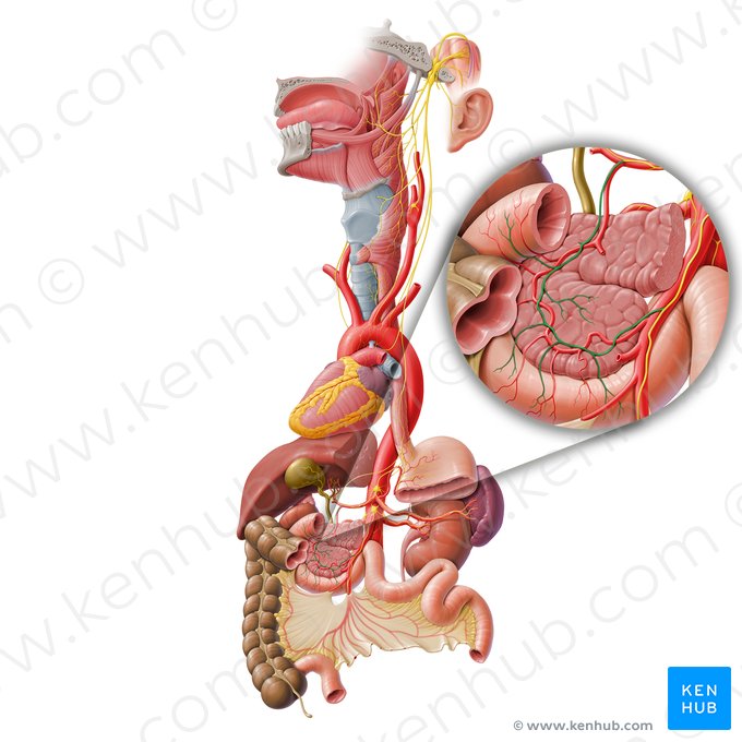 Plexus pancreaticus (Bauchspeicheldrüsengeflecht); Bild: Paul Kim