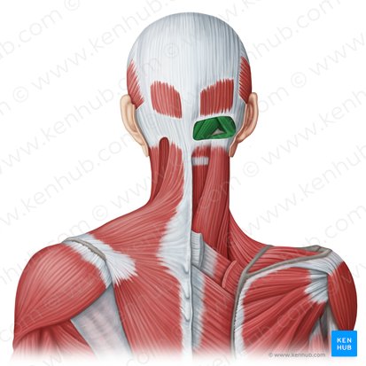 Musculi suboccipitales (Subokzipitale Muskeln); Bild: Irina Münstermann