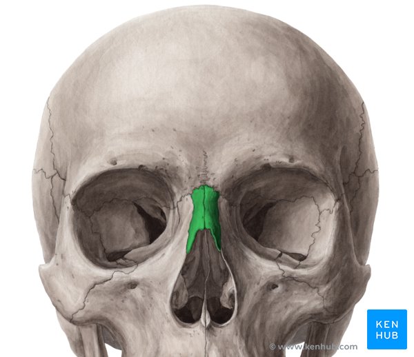 Nasal bone Anatomy, borders, function, development Kenhub