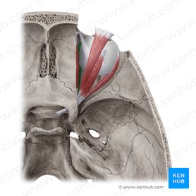 Medial rectus muscle (Musculus rectus medialis); Image: Yousun Koh