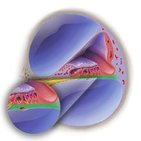 Basilar membrane