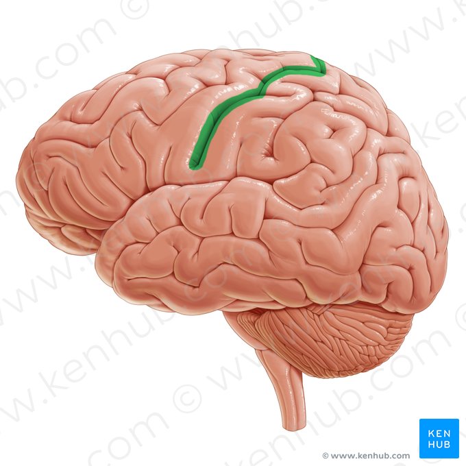 Sillon central (Sulcus centralis); Image : Paul Kim