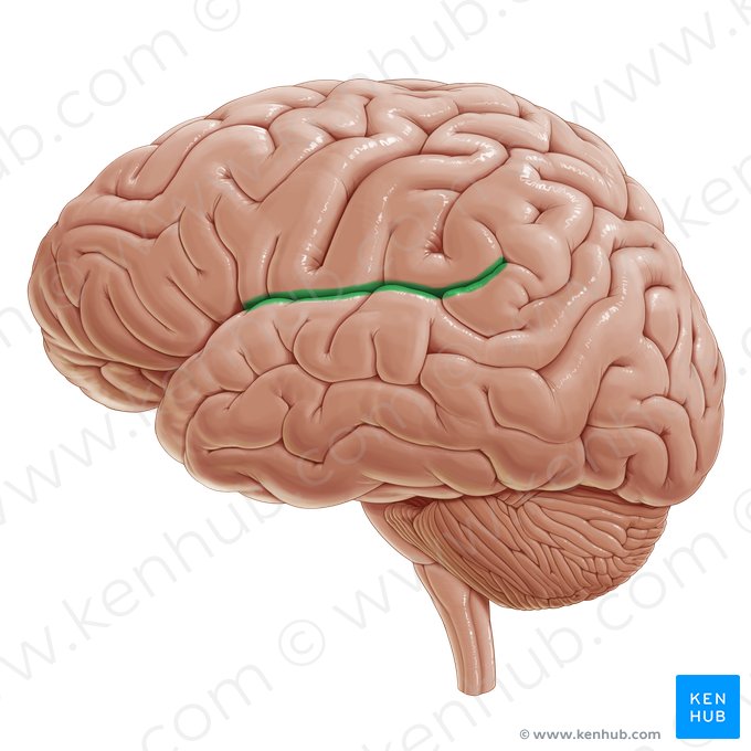 Ramus posterior sulci lateralis (Hinterer Ast der seitlichen Furche); Bild: Paul Kim