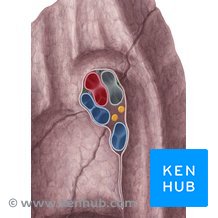 what is the origin of bronchial artery