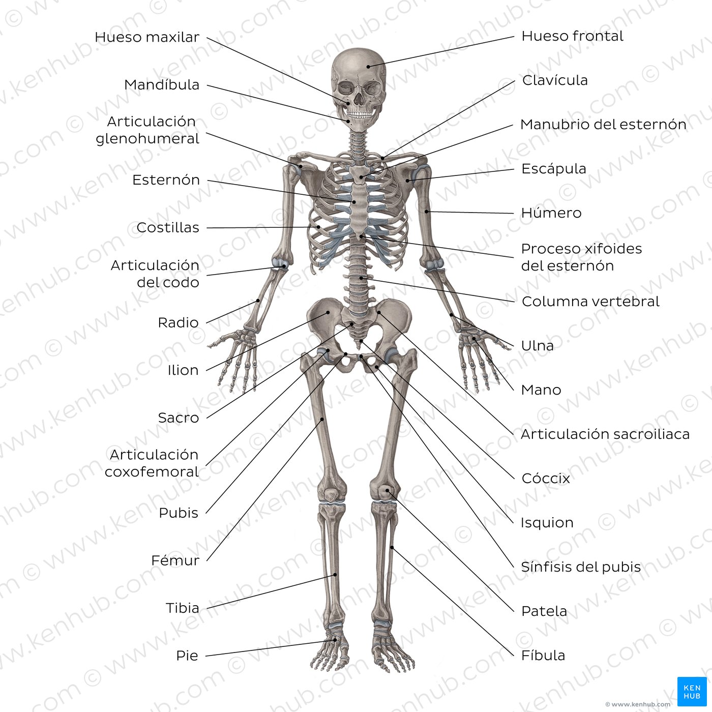 Diagrama del sistema esquelético