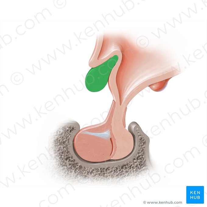 Optic chiasm (Chiasma opticum); Image: Paul Kim