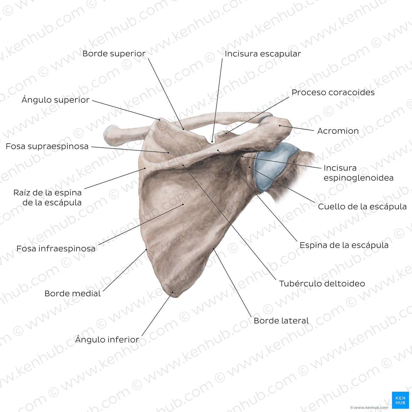 Escápula: vista posterior