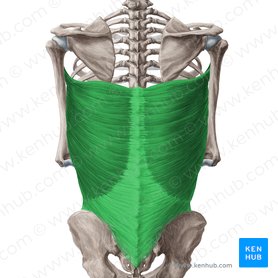 Musculus latissimus dorsi (Breiter Rückenmuskel); Bild: Yousun Koh
