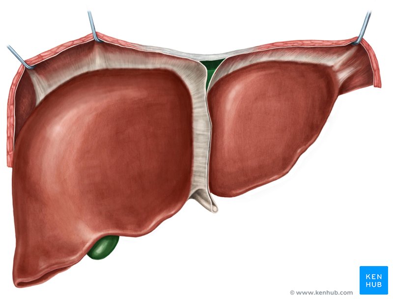 Liver (Bare area) - ventral view