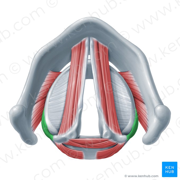 Lateral cricoarytenoid muscle (Musculus cricoarytenoideus lateralis); Image: Paul Kim