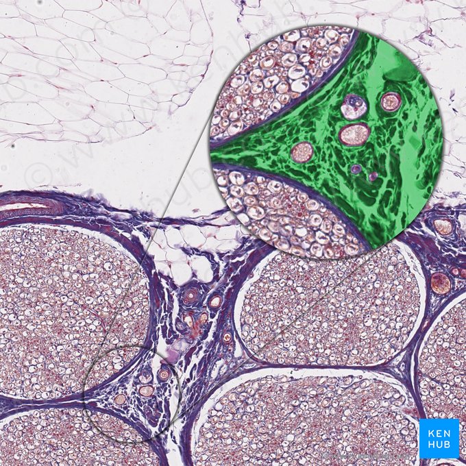 Interfascicular connective tissue (Textus connectivus interfascicularis); Image: 