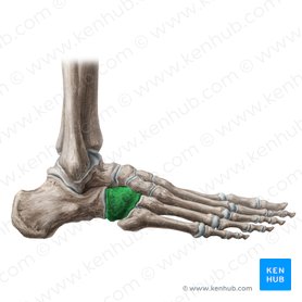 arches-of-the-foot-anatomy-kenhub