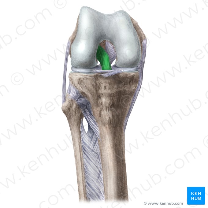 Ligamento cruzado anterior (Ligamentum cruciatum anterius); Imagem: Liene Znotina