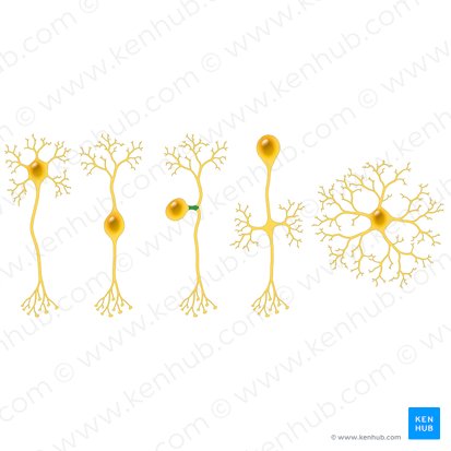 Processus neuralis neuri pseudounipolaris (Neuronaler Fortsatz des pseudounipolaren Neurons); Bild: Paul Kim