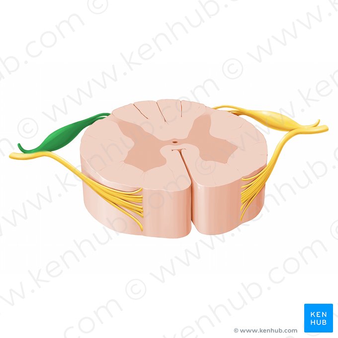 Radix posterior nervi spinalis (Hinterwurzel des Spinalnervs); Bild: Paul Kim