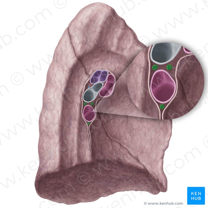 Bronchopulmonary lymph nodes of left lung (Nodi lymphoidei bronchopulmonales pulmonis sinistri); Image: Yousun Koh