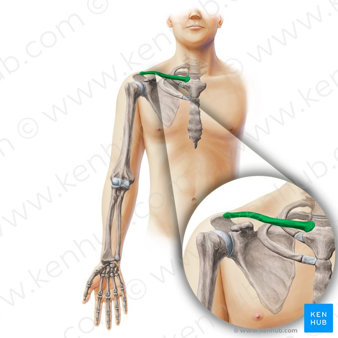 Clavicle (Clavicula); Image: Paul Kim