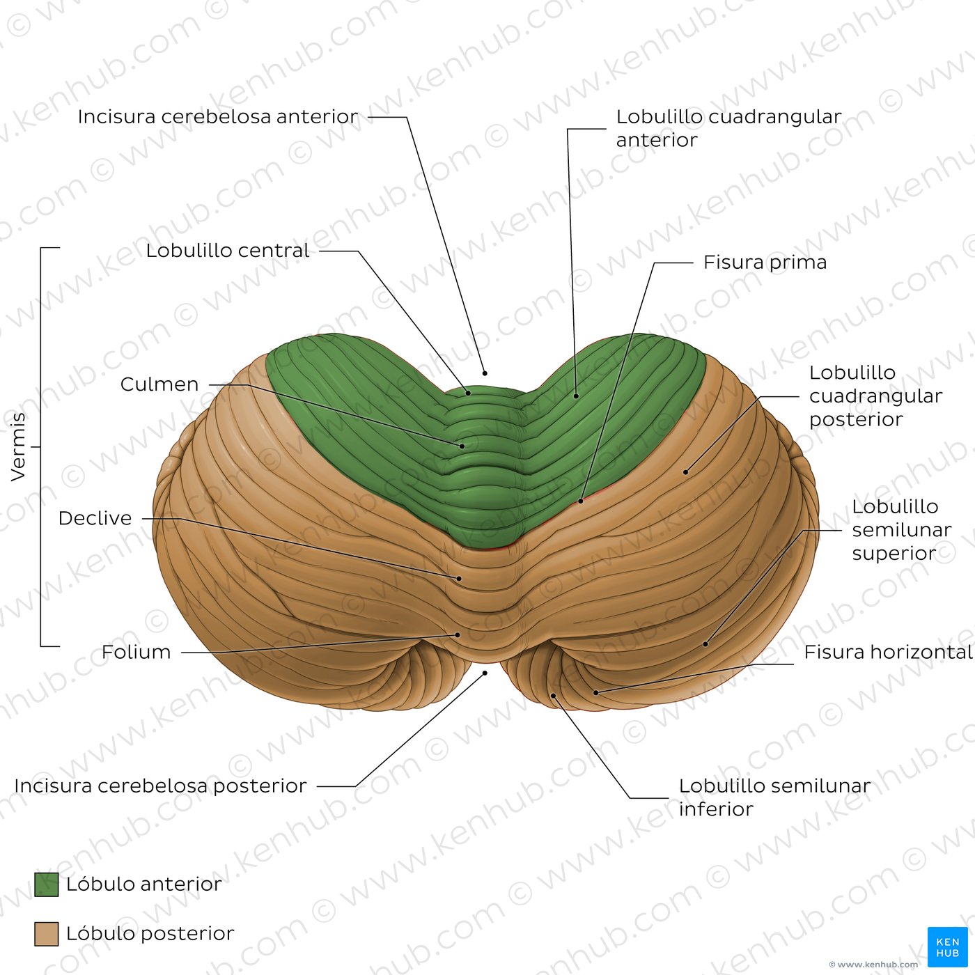 Anatomy of the cerebellum - Superior view