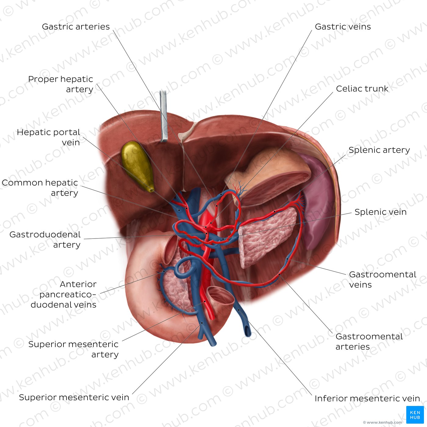 Hepatic portal vein