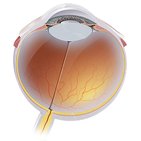 Eyeball