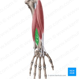 Interosseous membrane of forearm (Membrana interossea antebrachii); Image: Yousun Koh