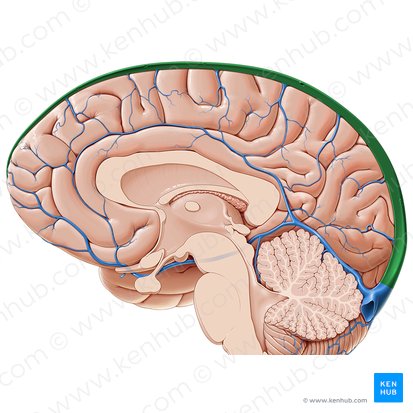 Superior sagittal sinus (Sinus sagittalis superior); Image: Paul Kim