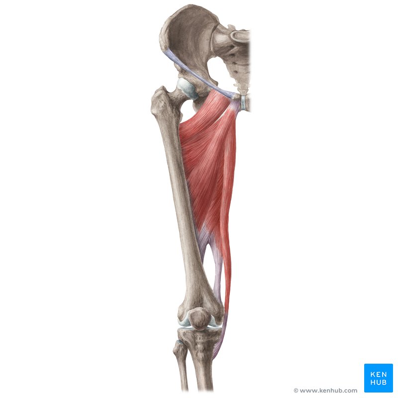 Hip adductors: adductor magnus, adductor brevis, adductor longus, pectineus, gracilis