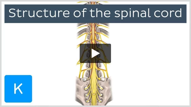 The Cervical Spine: Anatomy, Function, and Common - Spine Center