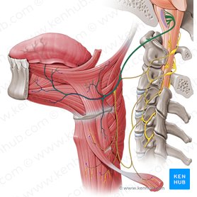 Hypoglossal nerve (Nervus hypoglossus); Image: Paul Kim