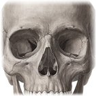 Viscerocranium