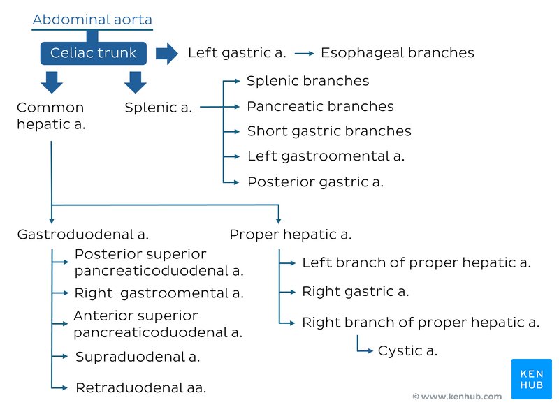 Celiac trunk branches