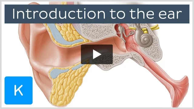 Malleus, incus and stapes make up the ossicles in ear