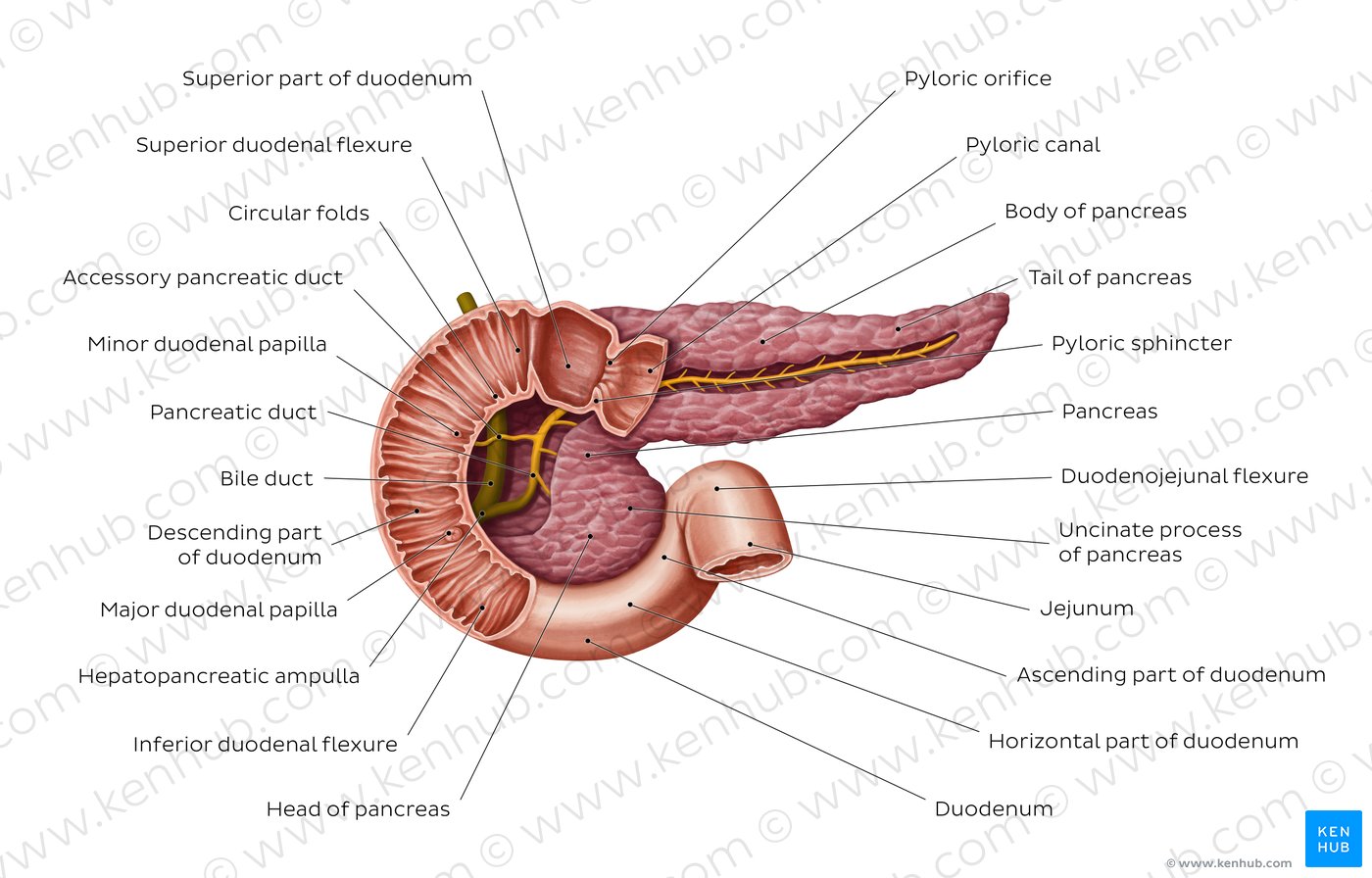 Pancreas латынь