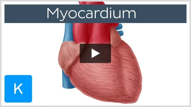 Staphylococcus aureus: Video, Anatomy & Definition