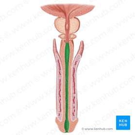 Uretra