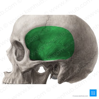 Temporal fossa (Fossa temporalis); Image: Yousun Koh