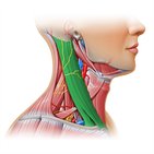 Músculo esternocleidomastoideo