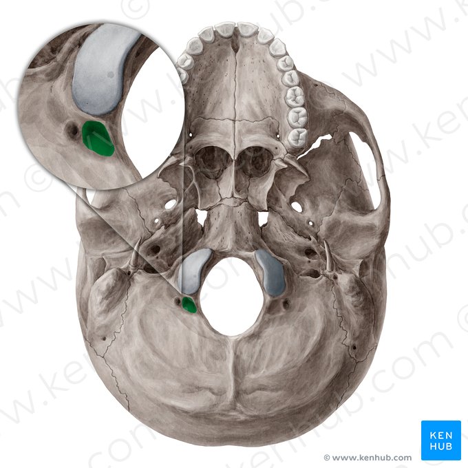 Condylar fossa of occipital bone (Fossa condylaris ossis occipitalis); Image: Yousun Koh