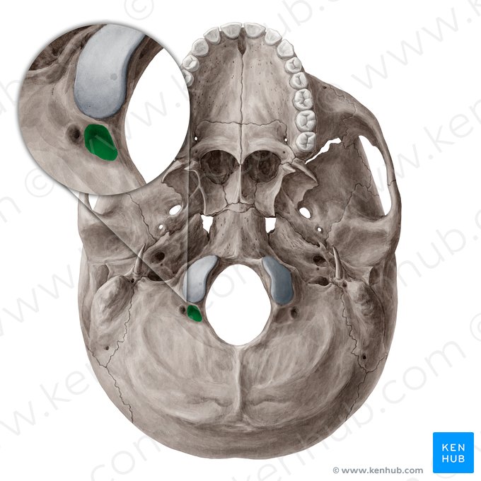 Fossa condilar do osso occipital (Fossa condylaris ossis occipitalis); Imagem: Yousun Koh