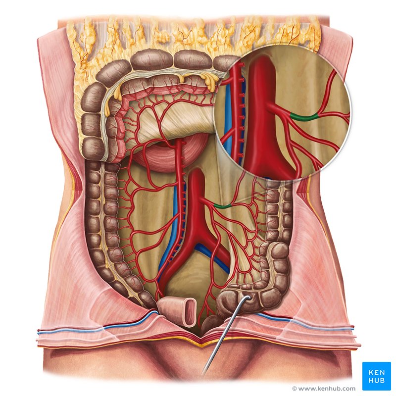 Left colic artery (Arteria colica sinistra)