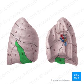 Segmento basilar anterior do pulmão direito (Segmentum basale anterius pulmonis dextri); Imagem: Paul Kim