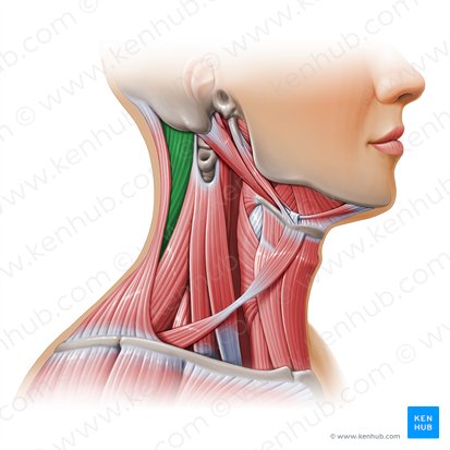 Splenius capitis muscle (Musculus splenius capitis); Image: Paul Kim