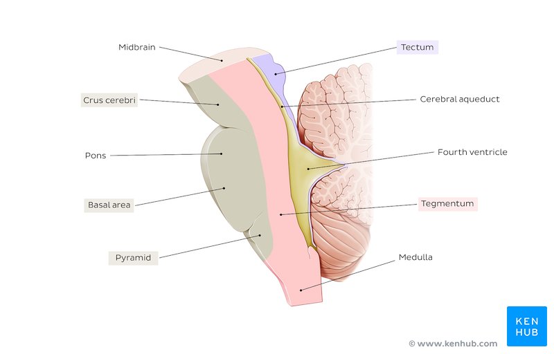 Parts of the medulla oblongata