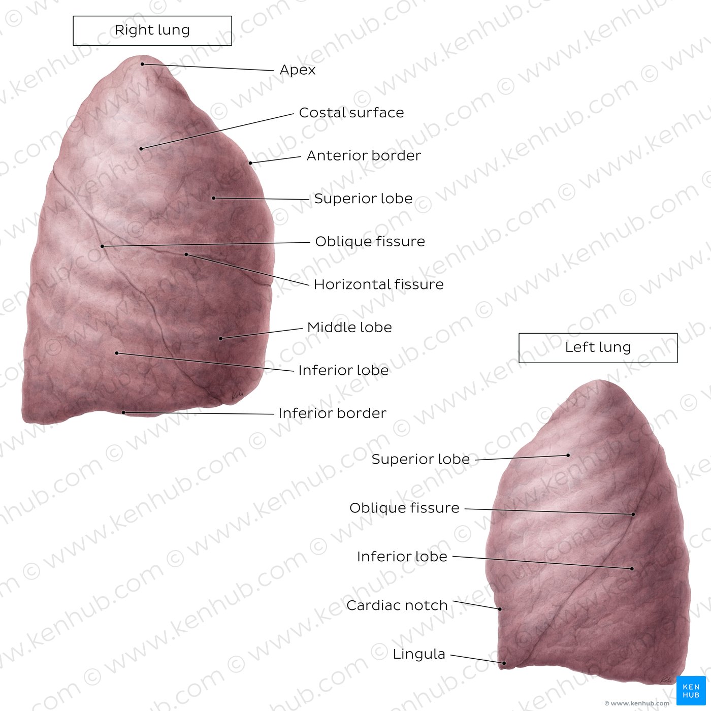 Overview of the lateral view of the lungs