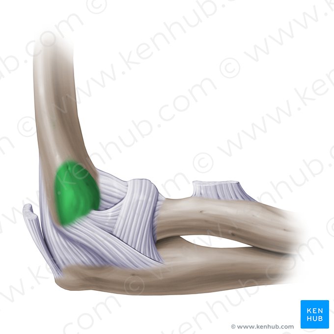 Epicôndilo lateral do úmero (Epicondylus lateralis humeri); Imagem: Paul Kim