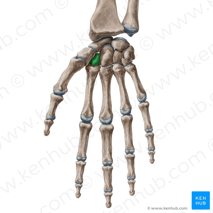 Osso trapezoide (Os trapezoideum); Imagem: Yousun Koh