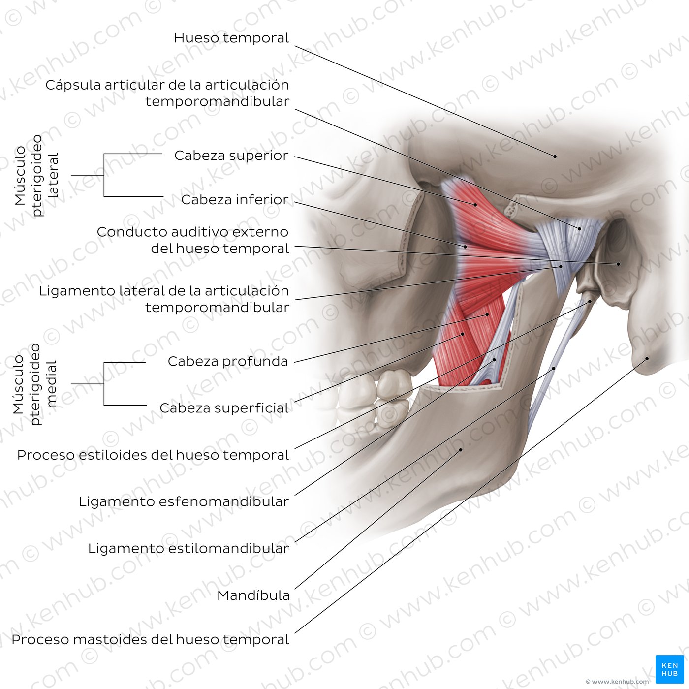 Visión general de la articulación temporomandibular